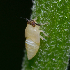 Pissonotus