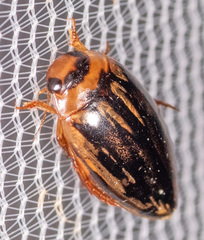 Coptotomus