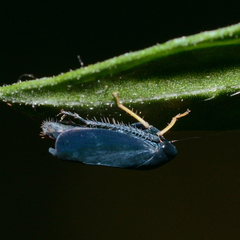 Limotettix anthracinus