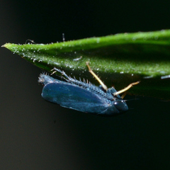 Limotettix anthracinus