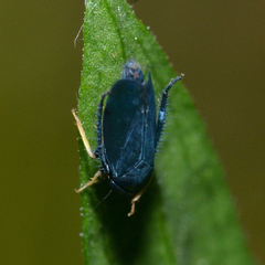 Limotettix anthracinus