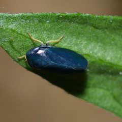 Limotettix anthracinus