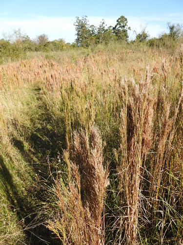 beardgrass (Schizachyrium condensatum)