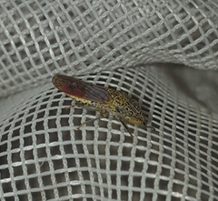 Homalodisca liturata