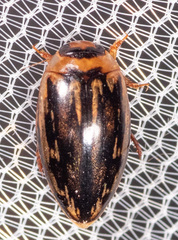 Coptotomus
