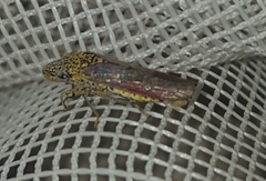 Homalodisca liturata