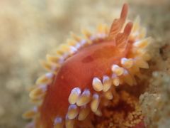 Caldukia rubiginosa