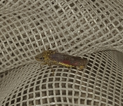 Homalodisca liturata