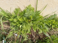 Tanacetum vulgare boreale