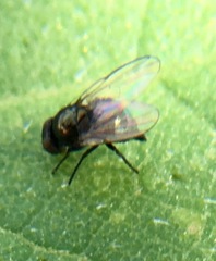 Agromyzinae
