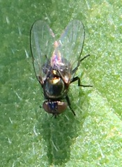 Agromyzinae