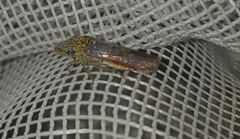 Homalodisca liturata