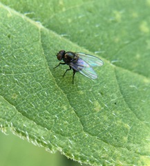 Agromyzinae