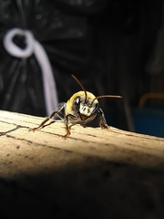 Melipona favosa