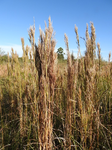 Image of Schizachyrium condensatum by (c) patriciabenitez, some rights reserved (CC BY-SA)