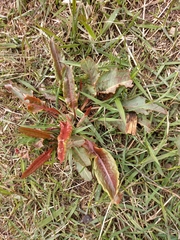 Rumex aquaticus