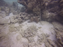 Cheilinus trilobatus