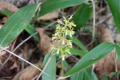 Oreorchis patens