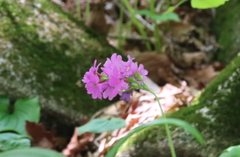 Primula jesoana