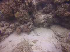 Cheilinus trilobatus