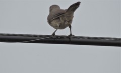 Toxostoma curvirostre