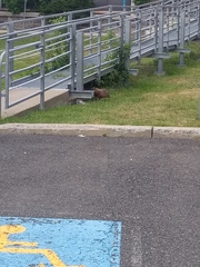 Marmota monax