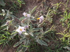 Solanum elaeagnifolium
