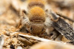 Dilophotopsis stenognatha