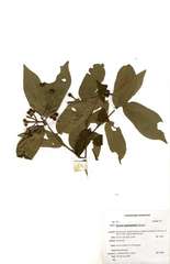 Grewia lepidopetala