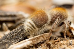 Dilophotopsis stenognatha