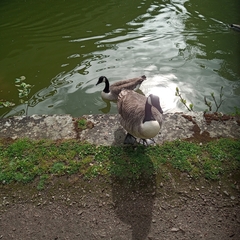 Branta canadensis