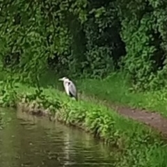 Ardea cinerea