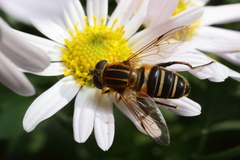 Helophilus eristaloidea