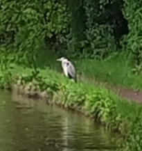 Ardea cinerea