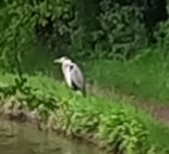 Ardea cinerea