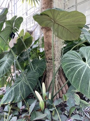 Philodendron gloriosum