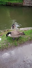 Branta canadensis