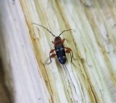 Phymatodes