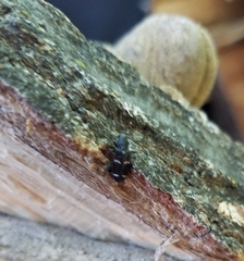 Phymatodes