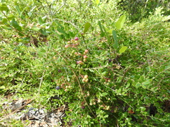 Vaccinium myrsinites image