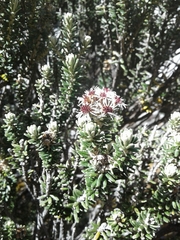 Linochilus lacunosus