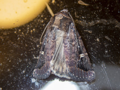 Proteuxoa hydraecioides