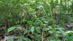 Carex argyrantha