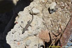 Podarcis siculus tyrrhenicus