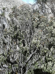 Linochilus lacunosus