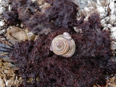 Calliostoma canaliculatum