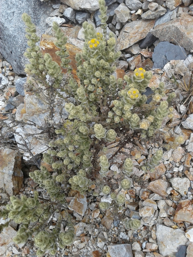 Monticalia guicanensis
