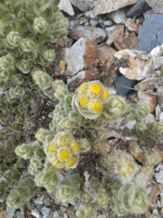 Monticalia guicanensis