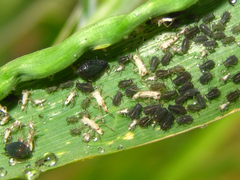 Aphididae