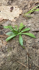 Arabis pycnocarpa adpressipilis
